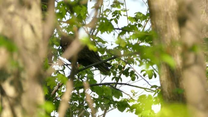 大型黑色恐怖鸟火鸡秃鹰栖息在繁忙的森林中