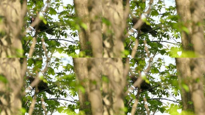 大型黑色恐怖鸟火鸡秃鹰栖息在繁忙的森林中