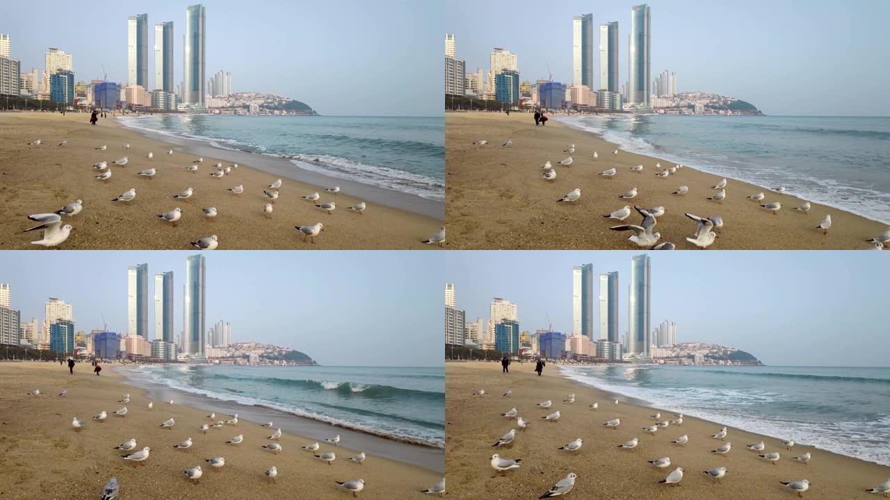 亚洲釜山海云台海滩的海鸥
