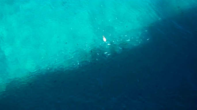 海中的鱼群和海鸥野生动物保护生物生态飞翔