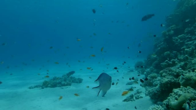 水下热带珊瑚花园的生活，相机向前移动。热带彩色海景背景上的彩色海鱼。珊瑚花园海景中的热带鱼群。4K/