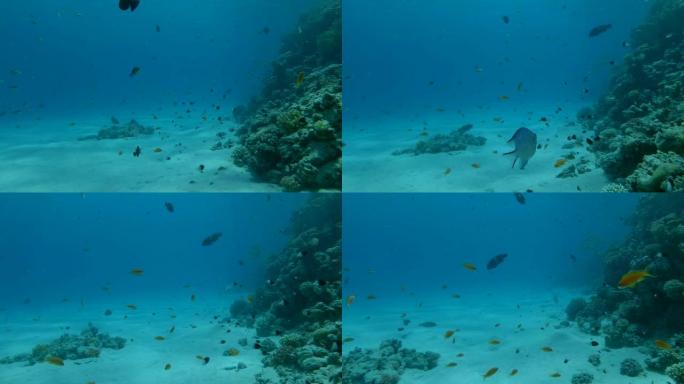 水下热带珊瑚花园的生活，相机向前移动。热带彩色海景背景上的彩色海鱼。珊瑚花园海景中的热带鱼群。4K/