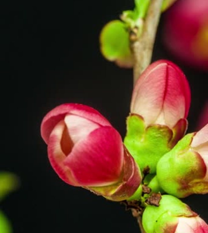 4k垂直延时的Kaki-东方柿子花开并在黑色背景上生长。开花的狄奥斯皮罗斯·卡基。9:16比例的垂直