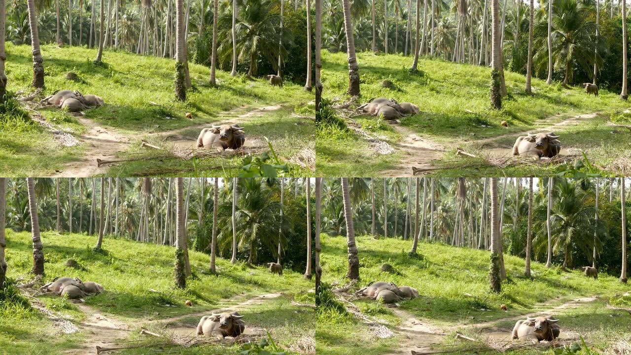 绿色植被中的水牛科。维护良好的大型公牛在绿色植物中放牧，这是泰国椰子棕榈种植园的典型景观。农业概念，