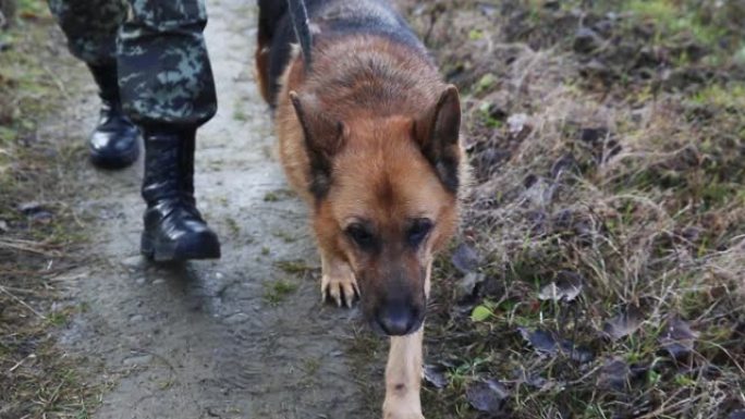 一条狗和一名士兵正在边境巡逻