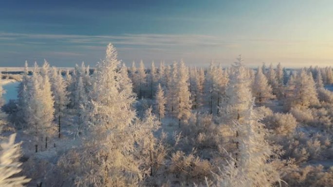 冬季美丽的苔原景观，树木树枝上的霜冻，初雪，北极圈。森林在阳光下被白霜覆盖，从高处鸟瞰苔原景观