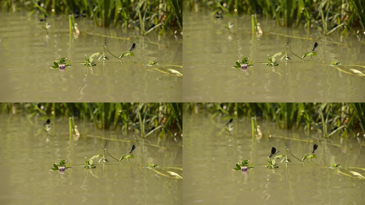 美丽的豆娘 (雌性和雄性) 坐在河里的一片草叶上，拍打翅膀，等待猎物。
