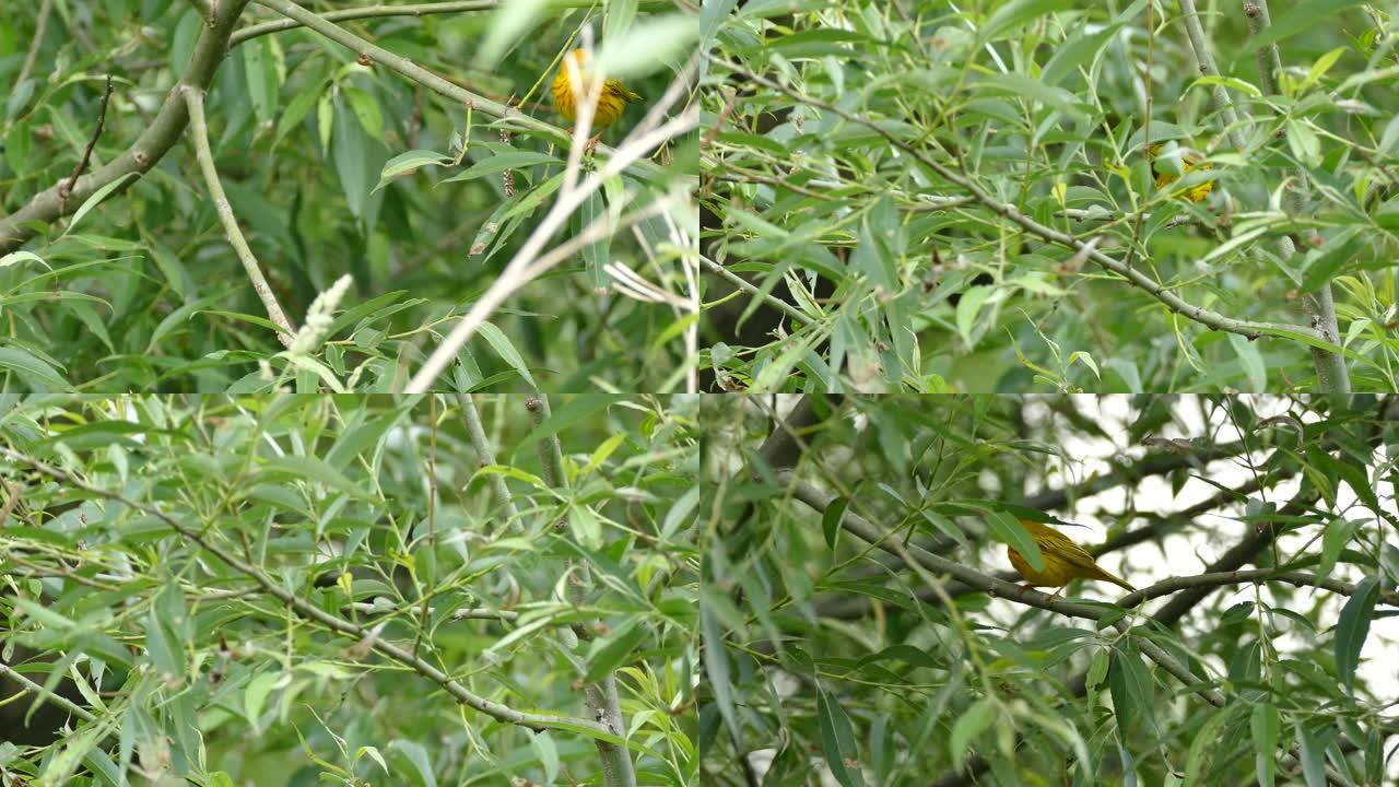 多次拍摄黄莺在树枝上快速跳跃