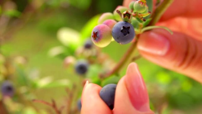 一只雌性手从灌木丛中采摘成熟的蓝莓的特写