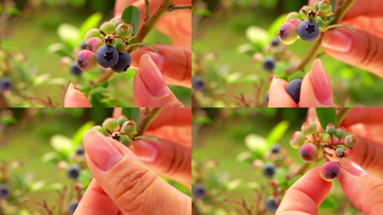 一只雌性手从灌木丛中采摘成熟的蓝莓的特写