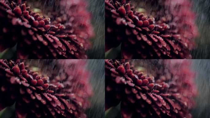 模糊背景下雨下的宏观暗红色花瓣