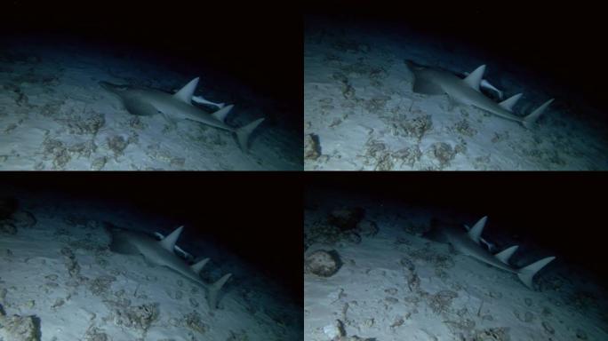 巨型吉他鱼，Rhynchobatus djiddensis和Remora鱼在夜间游过沙质底部，印度洋