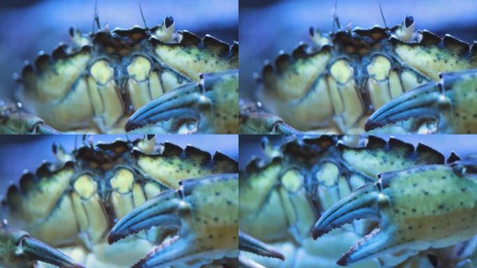 螃蟹的特写水下捕食吐泡泡
