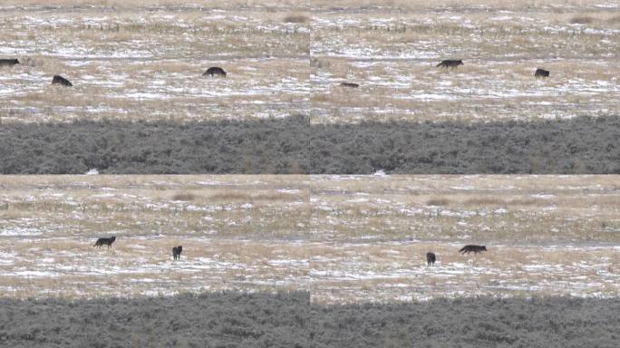 在黄石公园追踪三只狼幼崽的照片