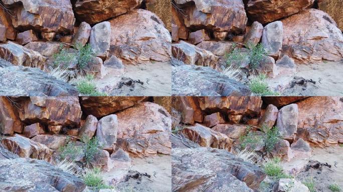 澳大利亚摇滚袋鼠实拍