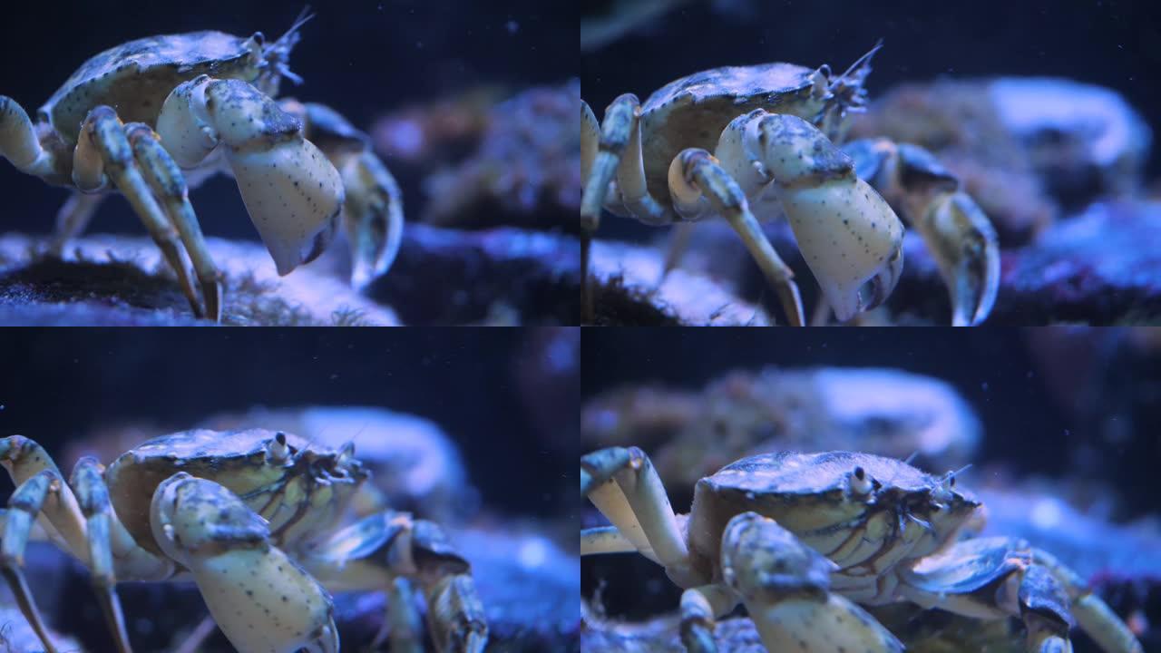 螃蟹的特写水产海产展示