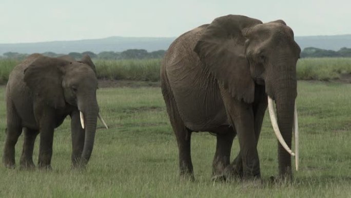 非洲象 (Loxodonta africana) 雌性与她的少年同行