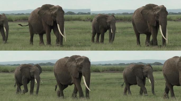 非洲象 (Loxodonta africana) 雌性与她的少年同行