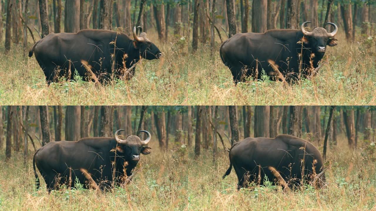 印度高尔野牛在森林保护区放牧