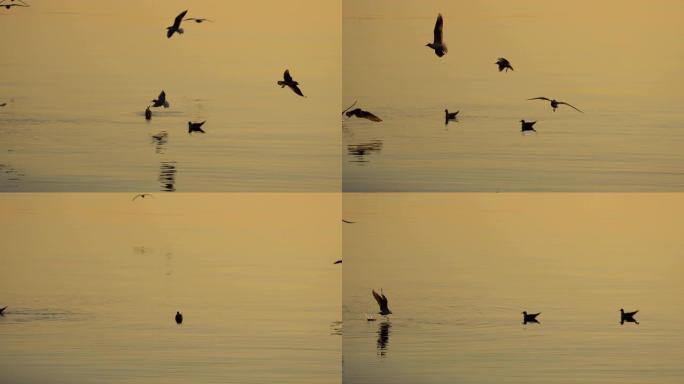 海鸥飞向水面，鸟儿