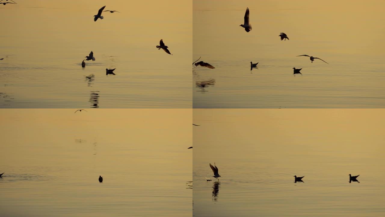 海鸥飞向水面，鸟儿