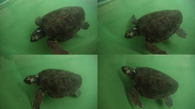 海龟水下地中海海鹰和绿海龟。卡瑞塔卡瑞塔实验室。
地中海地区/土耳其07/08/2018