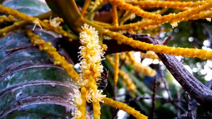 小蜜蜂正在给蝴蝶掌或金藤掌授粉。