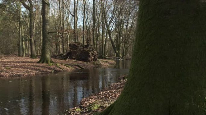 Veluwe自然保护区大雨过后，满溢的Leuvenum forest creek