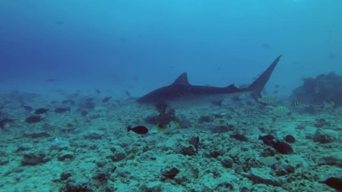 老虎鲨鱼-Galeocerdo cuvier swim over reef