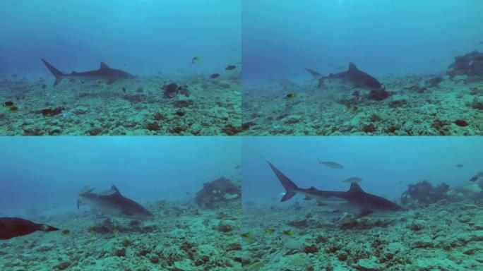 特写，虎鲨在岩石海底游动。虎鲨，Galeocerdo cuvier，印度洋，富瓦赫穆拉环礁，老虎动物