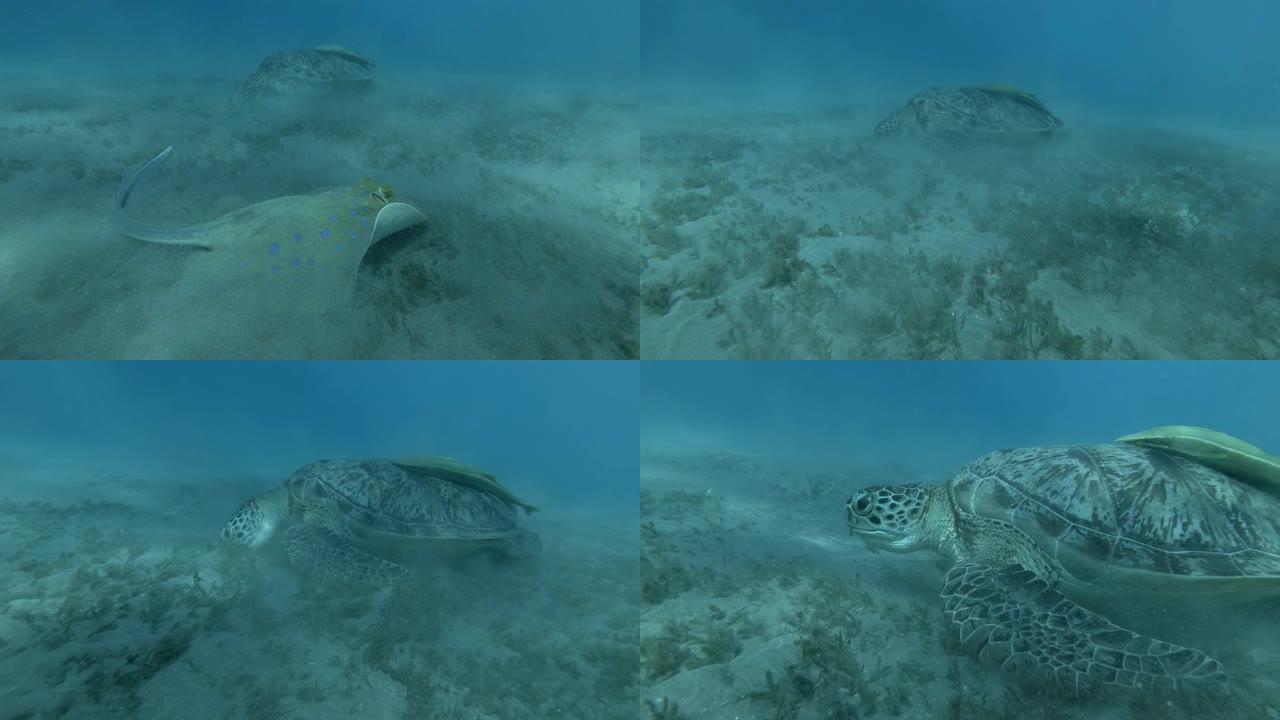 绿海龟的慢动作，在冲浪区吃海草，蓝点黄貂鱼在蓝色的水背景中游动。