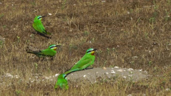 蓝颊食蜂群 (Merops persicus) -阿塞拜疆