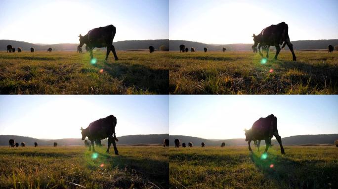 母牛漫步在田野中，背景是美丽的乡村景观。在牧场上放牧的牛群。风景秀丽的乡村风光。农业概念。慢动作低视