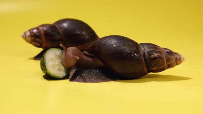 蜗牛。蜗牛吃绿色黄瓜。