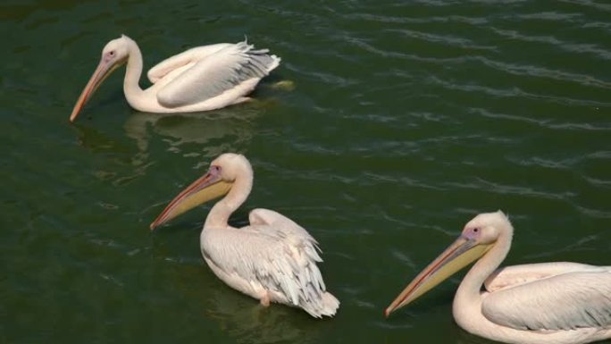 粉红backet鹈鹕-Pelecanus rufescens在水中游泳，其中一只在水中大便。水面上三