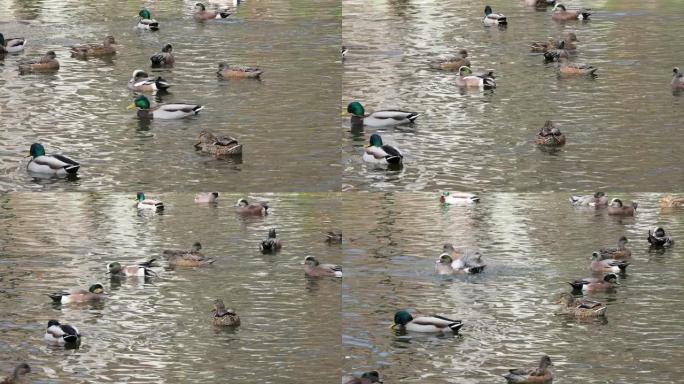 鸭子在池塘里游泳流动河水一群鸭子实拍