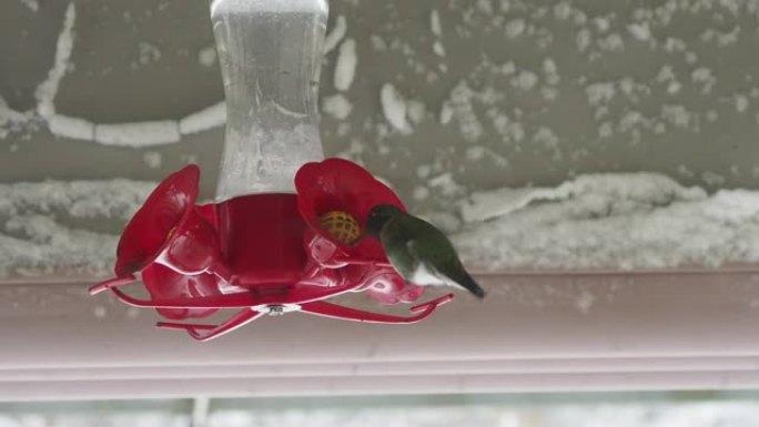 暴风雪期间，安娜在喂食器上的蜂鸟