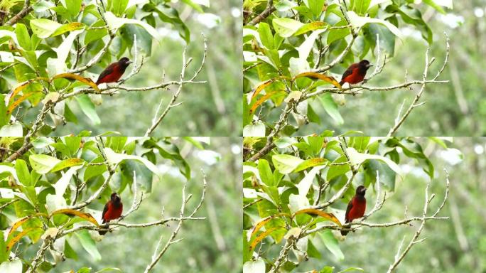 红鸟用模糊的bokeh在树枝上摩擦喙