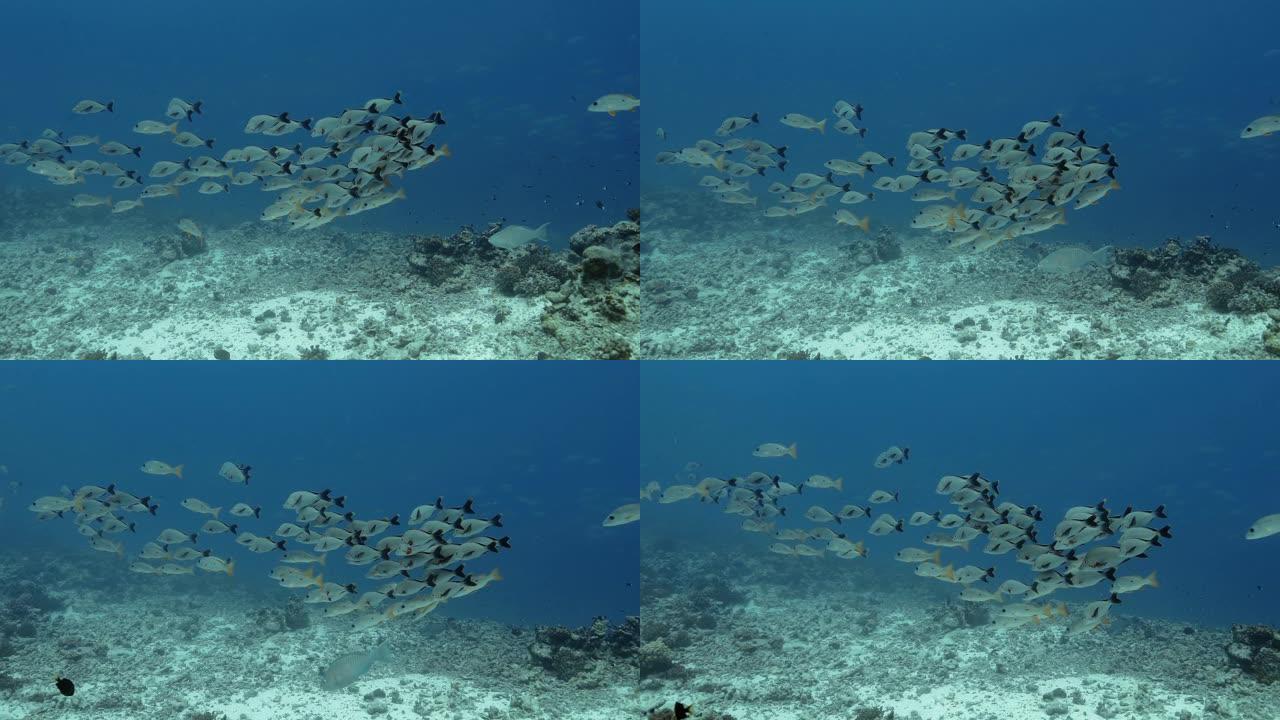 太平洋中的毛利人鲷鱼和斑点鲷鱼。水下生活，鱼群在水中移动。珊瑚礁附近的热带鱼。在清澈的水中潜水。