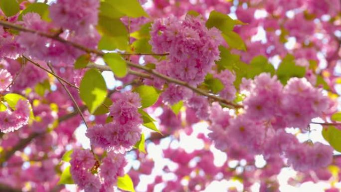 樱花-特写镜头，展示美丽盛开的日本樱桃树的华丽花朵-相机正在平移和放大-浅景深