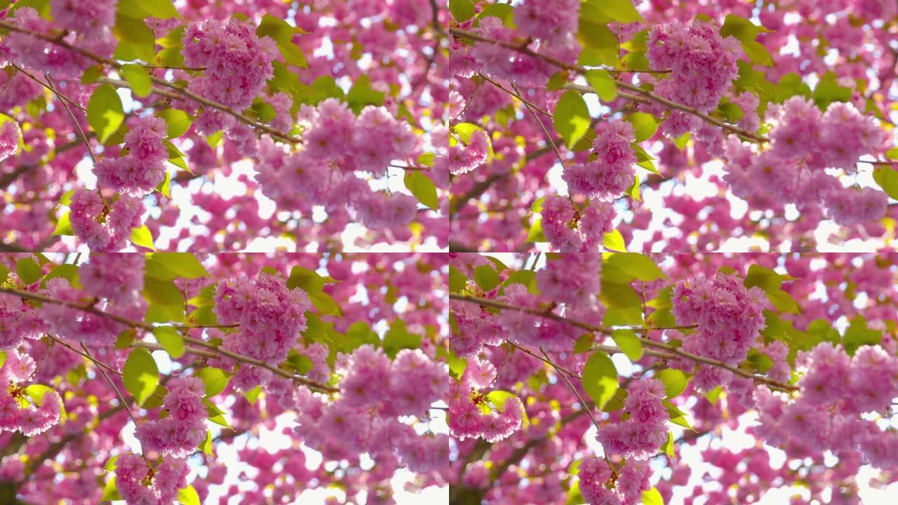 樱花-特写镜头，展示美丽盛开的日本樱桃树的华丽花朵-相机正在平移和放大-浅景深