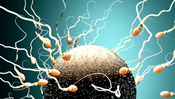 受精，精子马拉松使卵子受精
