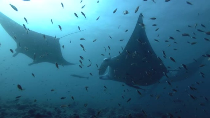 一群Manta与anthoias学校一起在蓝色的水中游泳。Reef Manta Ray (Mobul