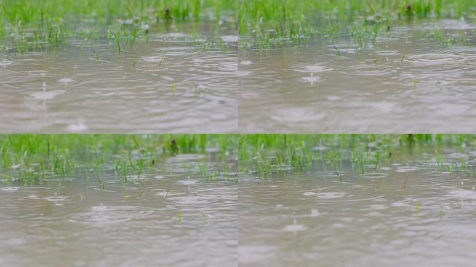 草坪上的雨水泛滥春雨夏天大雨