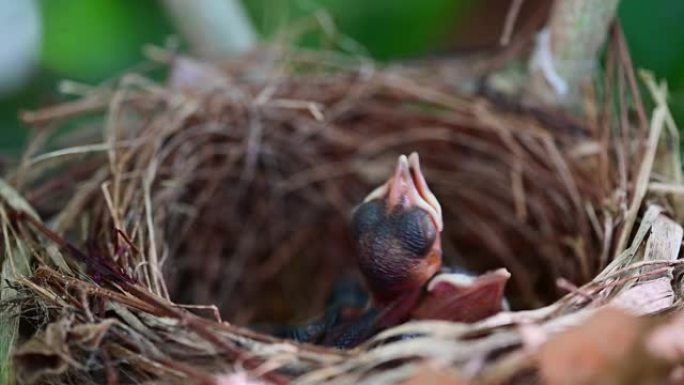 新生的鸟在巢里等待妈妈进食。幼鸟张开嘴，在树上摇晃。孩子饿了，需要一些食物