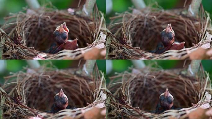 新生的鸟在巢里等待妈妈进食。幼鸟张开嘴，在树上摇晃。孩子饿了，需要一些食物