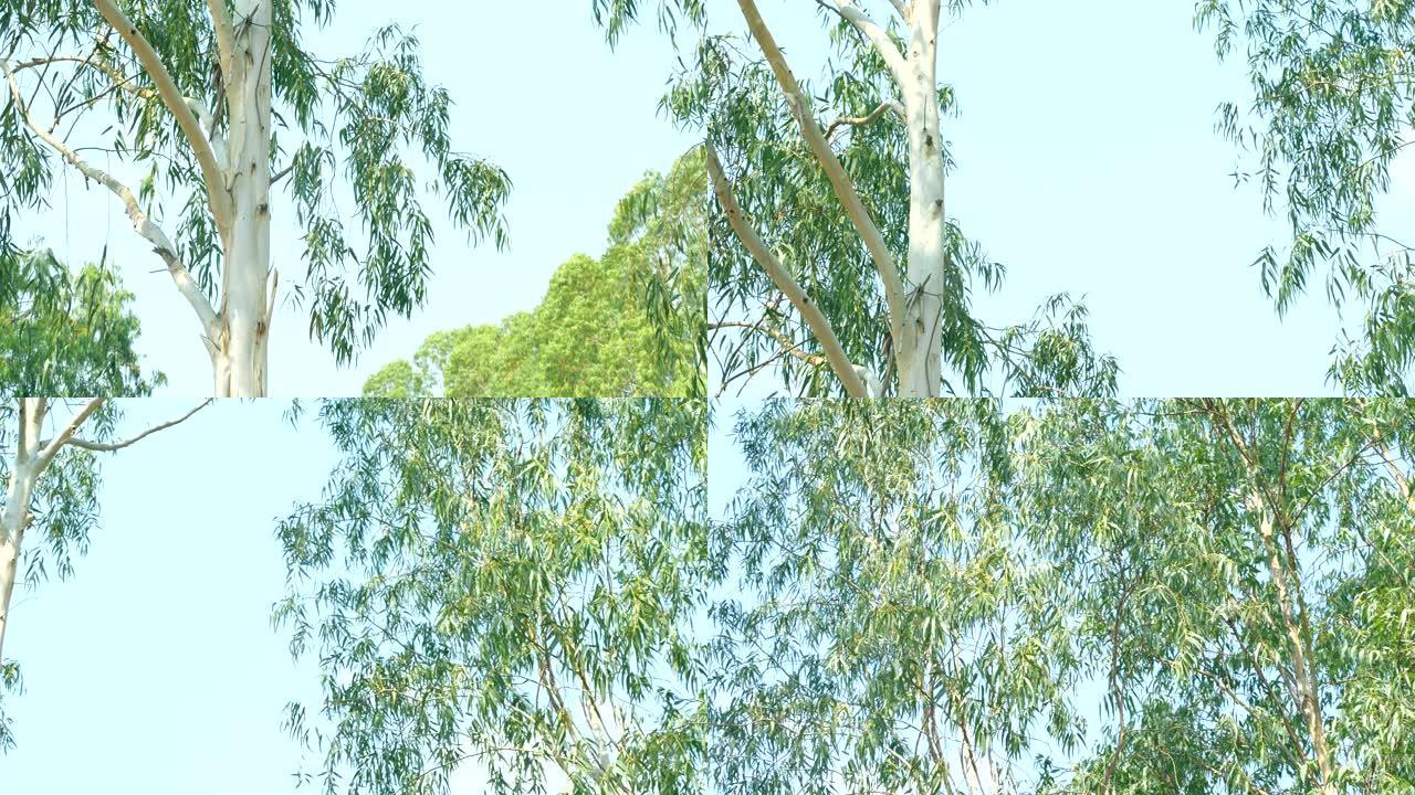 关闭桉树的新鲜绿色枝叶，平移移动，4k分辨率