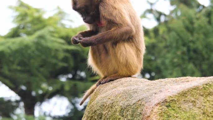 心脏出血猴的特写生物学生物研究大自然动物