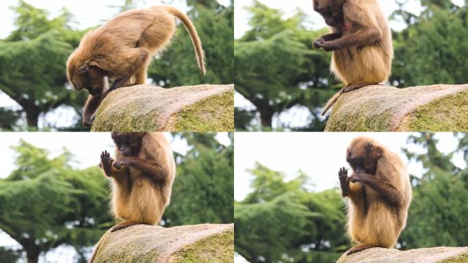 心脏出血猴的特写生物学生物研究大自然动物