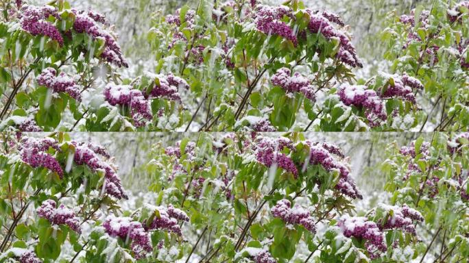 四月里突然下起雪后的花园